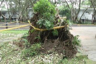 校園老樹突倒下壓學生　校方：雨太大