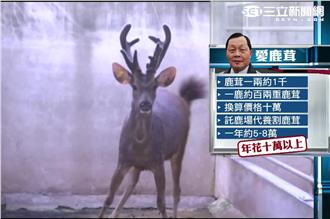 好愛喝鹿茸藥酒　劉政鴻年花十萬養鹿