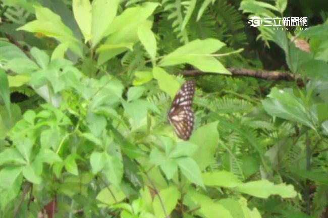 化身蝴蝶申冤？警偏僻山路尋獲無名屍