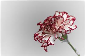 康乃馨-flickr
https://www.flickr.com/photos/villamon/4636362605/in/photolist-84Gz5i-mz7rfe-mz7pDD-mz7puk-mz7pme-mz99Jy-mz99vs-mz7SfT-mz7S3P-mz98oN-mz7nFv-mz7Ri2-mz97Tu-mz7R3n-mz7n3r-mz97pJ-6mV8FB-sgtwny-rZb8d4-sgtuFs-rXigY6-rXigpR-KPEZs-KPRCF-KPRnK-5sbVkS-5sbUyG-8GPWwy-5s7ymn-5s7xtk-7KSjYS-6qBG1e-5sc5bh-5s7Fg2-5s7BTZ-P7Kv4-6qBGKH-6qBG7V-6qBFVx-P7fCq-5Rq2Fs-c1tRN9-c1tS73-enkQui-4MjFFk-4MjFSp-81o7n9-Kxjsc-7NWSGf-68ntHV