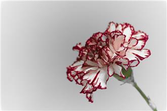 嫌婆婆送康乃馨髒　台南爸討拍反挨轟