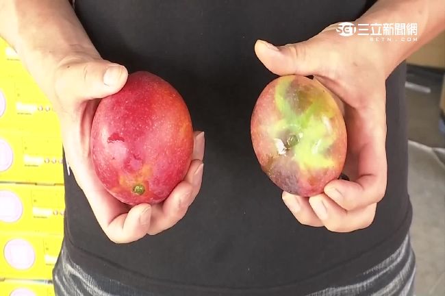 水果超甜大陸瘋搶　台灣人吃次等品？