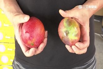 水果超甜大陸瘋搶　台灣人吃次等品？
