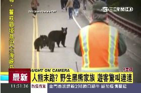 W美熊驚遊客1200