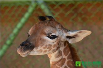 悲傷母親節　二個月大「小鶴」走了