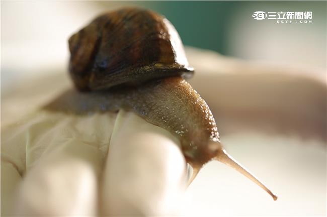 太殘忍！電擊動物就只為了做保養品？