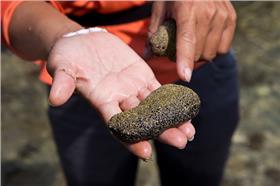 海參-flickr-woodyhuang4-https://www.flickr.com/photos/woodyhuang/6230028958/