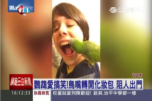 才華洋溢小鸚鵡！拔牙、開錢包樣樣行