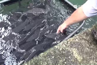 海巡破獲走私史氏鱘　市值逾2.5億