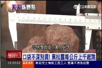 餐桌鑽石！陸「松露獵人」上山搶挖