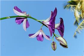 石斛蘭  蘭花 (圖/pixabay sarangib)