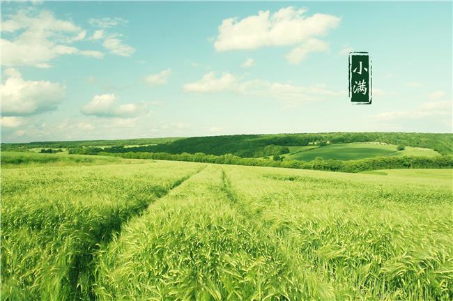 「小滿」習俗知多少？看這個長知識