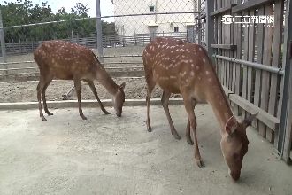 鹿屍遍野！墾丁上百隻梅花鹿遭獵殺