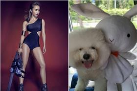 蔡依林為了愛犬屋虎槓上粉絲，不料其實只是場誤會。（圖／翻攝自蔡依林臉書／合成）