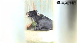 屏東養殖場黑熊突暴走　兩人遭抓傷