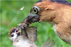 黑冠麻鷺 https://www.facebook.com/photo.php?fbid=10206771780196040&set=a.2041277314497.121748.1321230132&type=1&theater