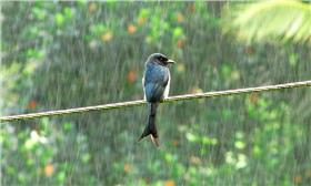 下雨／flickr－uditha wickramanayaka

https://www.flickr.com/photos/126915310@N08/15609792148/in/photolist-pMogno-hgfkfn-4zkQtm-9Tjijo-7heRv-37Jriy-aw2eP-7vXv2z-h3MnA-qHEnRm-nquMiW-a9WgeR-nsNHXx-jRLWmU-yiMtW-7aX3yH-aszhQb-nF61JJ-9Ycd2Y-a7pCFE-ehG6fK-dqb9j3-aTQK66-9MpRbq-dCcQ3J-n1yQEi-nrF1tN-8yXFPj-dm2GfK-qch1Pm-pawEnS-conYrY-dar4Vf-hwegdg-pMV1d5-nmue9W-8nLLP1-jHKMSj-ee5Aqo-p25Nhw-9gLmR4-83gkcS-cAhjvm-fWsdbv-ePpk19-8rnpq7-92koSq-r4gSHz-bt16vP-9XU73j