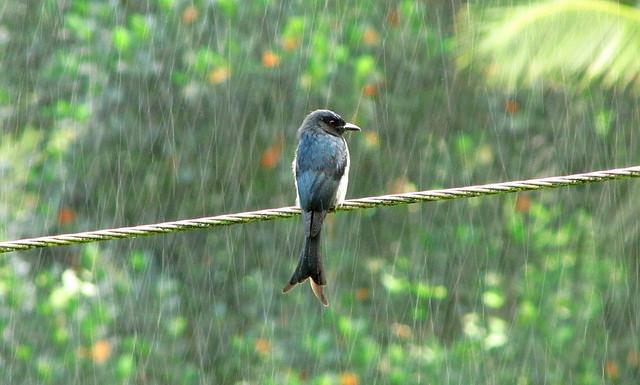 梅雨變「沒雨」？專家：水氣不如預期