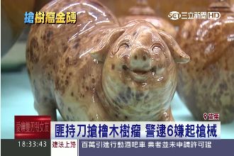 強盜集團新目標　檜木樹瘤正夯