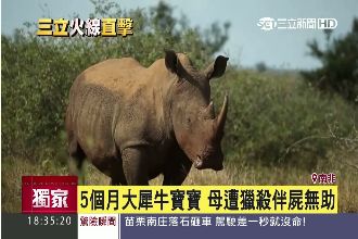 動物天堂變調　直擊獵殺犀牛第一現場