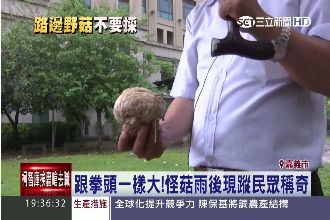 跟拳頭一樣大！怪菇雨後現蹤民眾稱奇