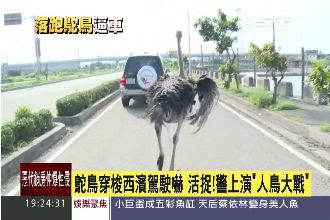 鴕鳥在旁邊「逼車」　駕駛嚇傻忙報警