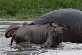 鱷魚,牛鈴,河馬,適者生存,草食（圖／翻攝自neil goodes photography）