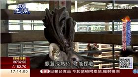 養鹿傳四代　現採鹿茸多元吃法
