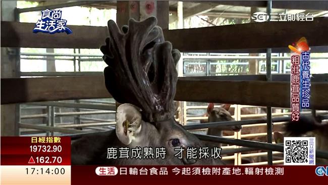 養鹿傳四代　現採鹿茸多元吃法