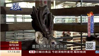 養鹿傳四代　現採鹿茸多元吃法