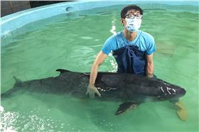 抹香鯨擱淺救援　