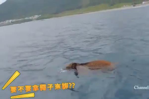 蘭嶼山豬跑到海裡游泳讓原住民驚呆了