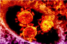 南韓,MERS/NIAID,flickr