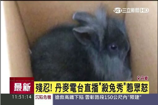 丹麥電台殘忍直播"殺兔" 引爆眾怒