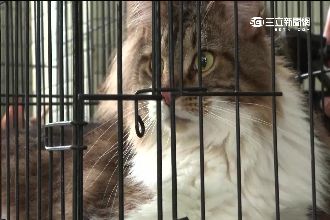 載妙齡女棄養4貓　小黃運將挨罰3萬