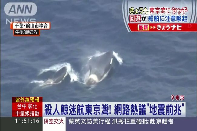 殺人鯨迷航東京灣　網路熱議地震前兆