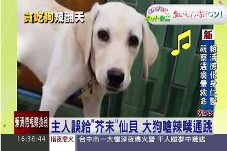 嗆辣直衝腦門！毛小孩吃「芥末仙貝」