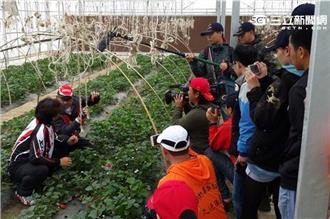 白雲自創「草苺釣魚法」將席捲全球？