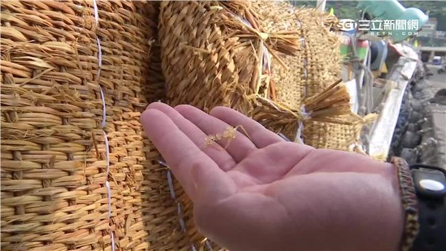 捕飛魚卵靠草蓆　漁民走私陸貨降成本