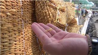 捕飛魚卵靠草蓆　漁民走私陸貨降成本