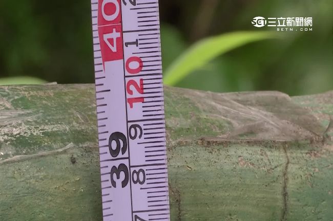 圍牆僅120公分　校園安全拉警報