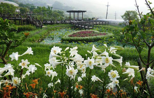 「幸福」清香圍繞　百合賞花正當時
