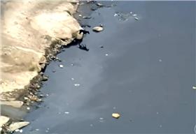 狗（Photo Credit：YouTube）