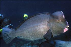 農委會預告修正保育類野生動物名錄