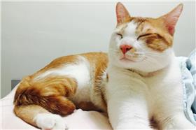 貓咪/可芬提供
