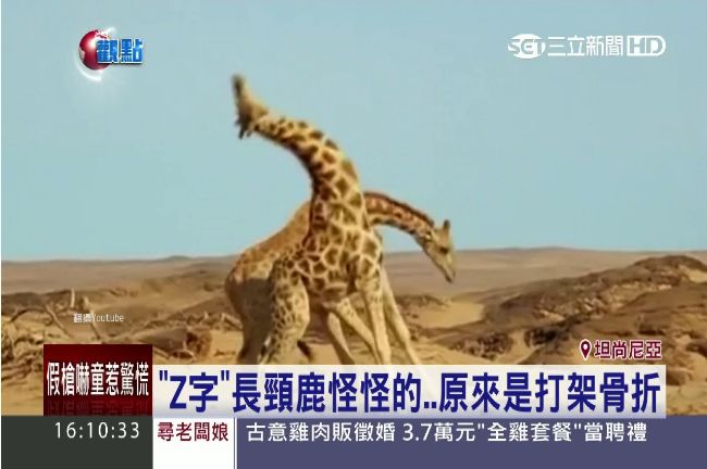 長頸鹿和情敵打輸了！竟連那裡也歪掉
