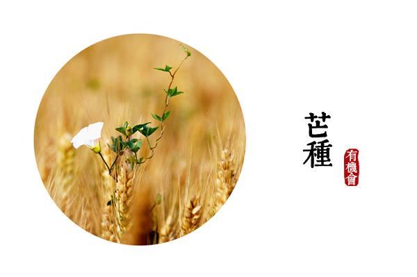 炎夏芒種後重養生　飲食防病很重要！