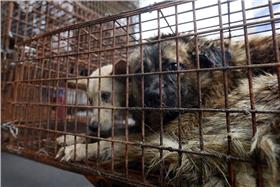 廣西狗肉節貓狗屠宰-每日郵報-國際人道協會