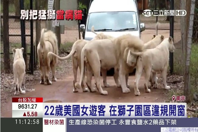 悚！遊野生動物園　女遊客慘遭獅咬死