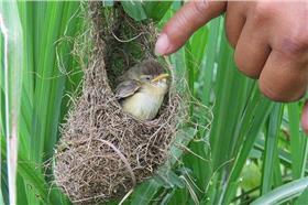 病態攝影,鳥巢　圖／翻攝自《自然攝影中心》